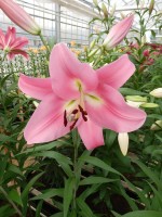 [4173 Pink Palace VWS No02.JPG]